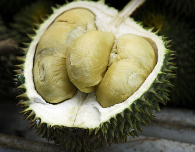 Durian 101 - D24 (Photo by Lim Wui Liang)